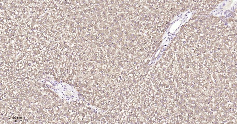 蛋白质二硫键异构酶重组兔单抗