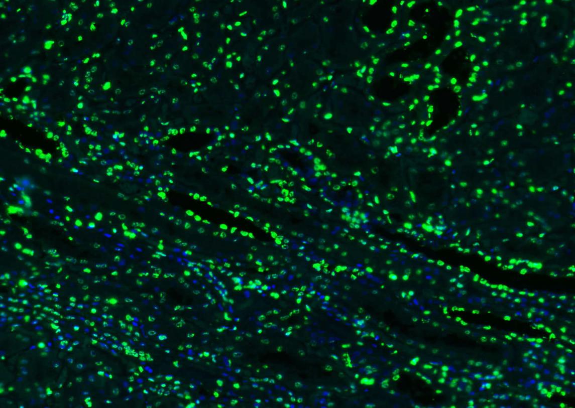 组蛋白H3（核内参）抗体-bs-0349R