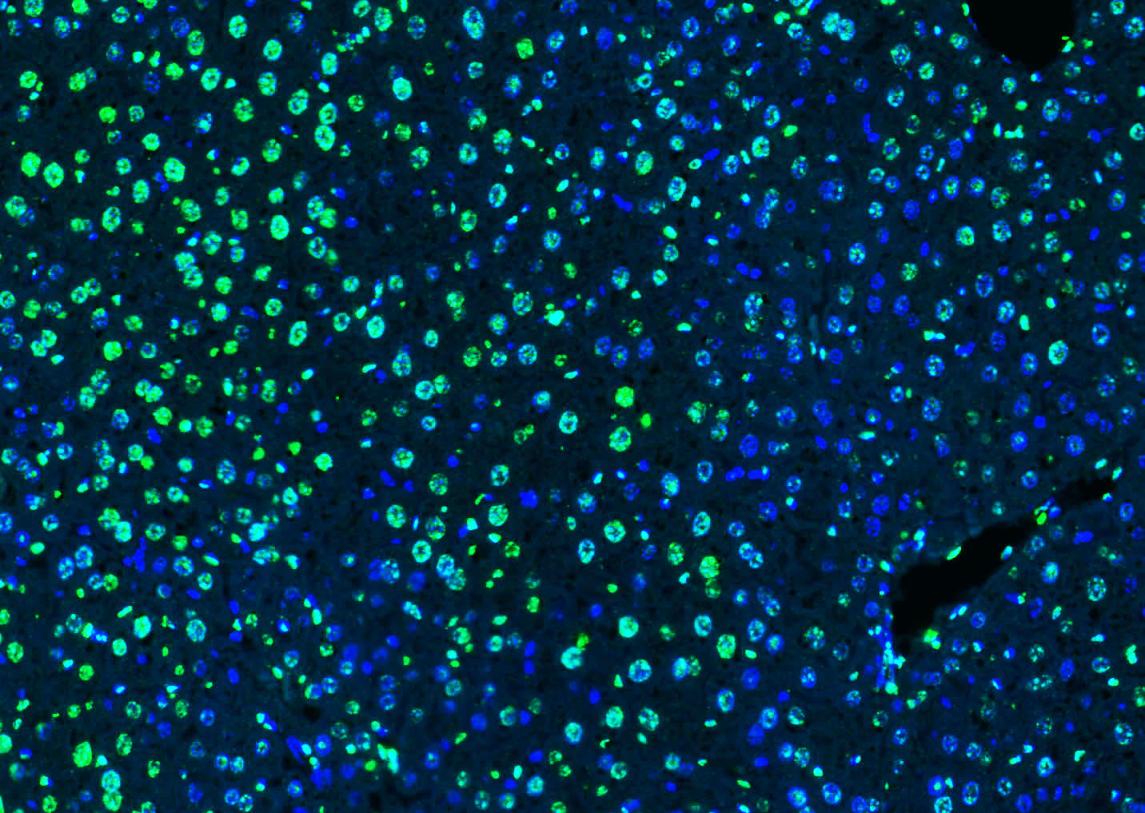 组蛋白H3（核内参）抗体-bs-0349R