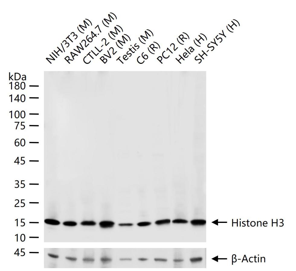 组蛋白H3(核内参)单克隆抗体-bsm-33042M