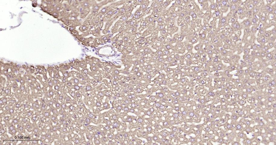 蛋白质二硫键异构酶重组兔单抗