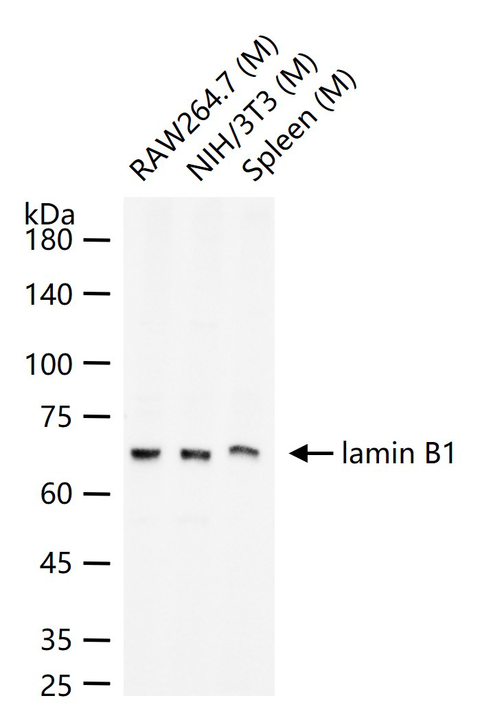 lamin B1 Rabbit pAb (一抗) | Bioss