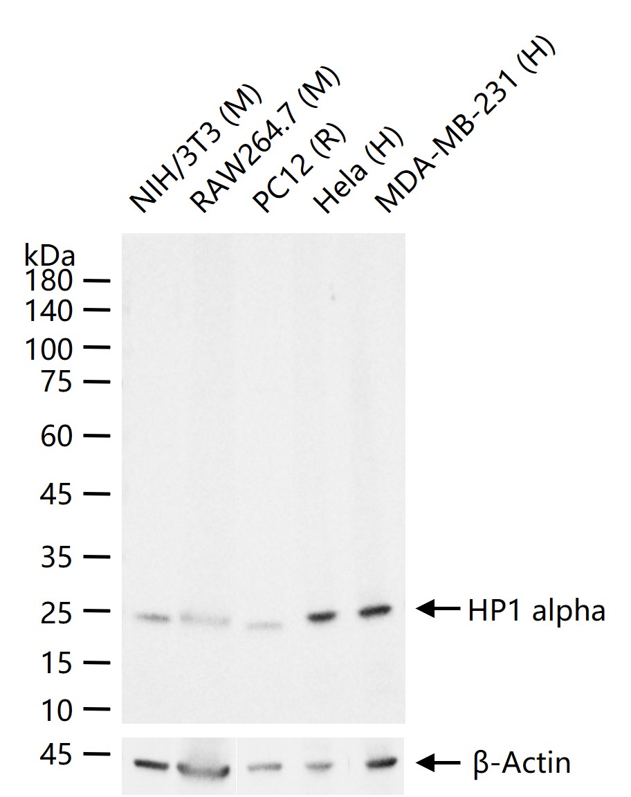 异染色质蛋白1-α重组兔单抗-bsm-61202R