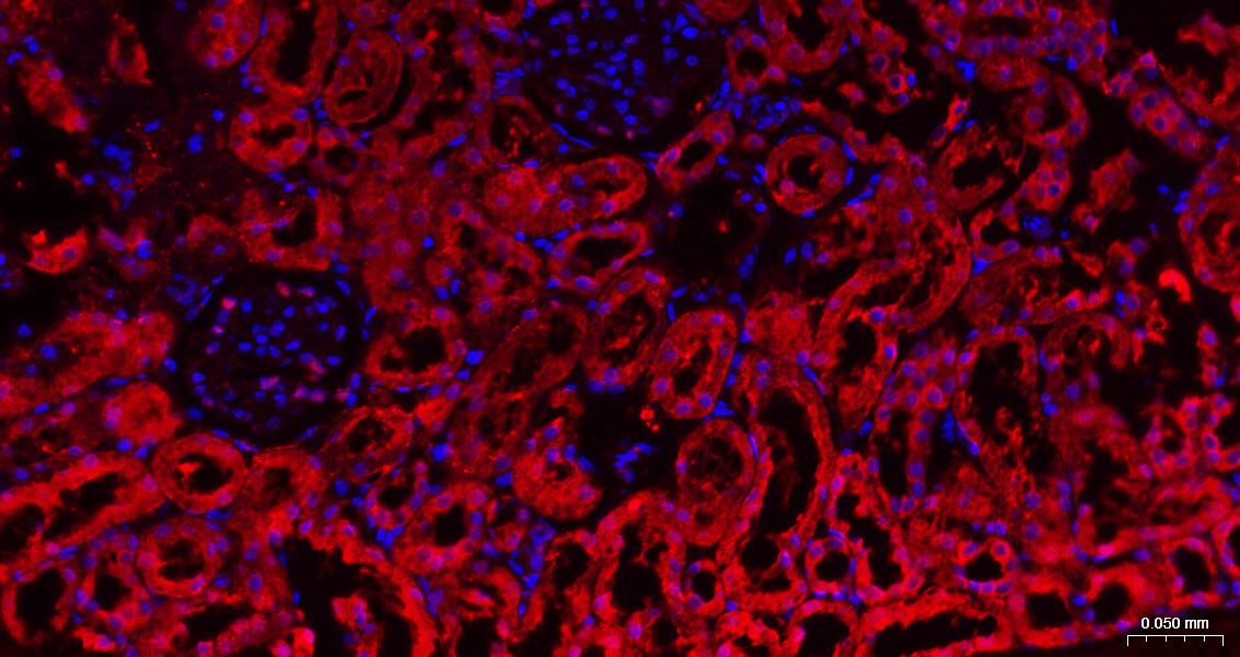 3-磷酸甘油醛脱氢酶(内参)抗体