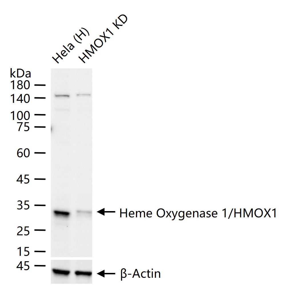 血红素氧合酶 1抗体