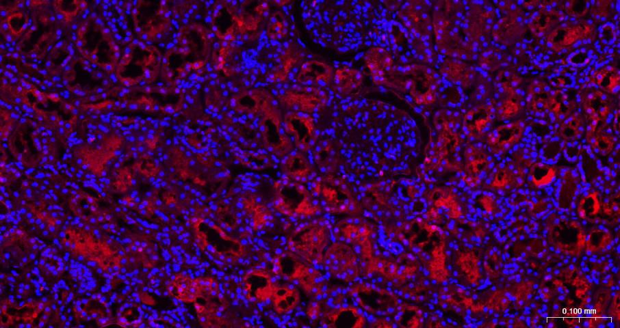 3-磷酸甘油醛脱氢酶(内参)抗体