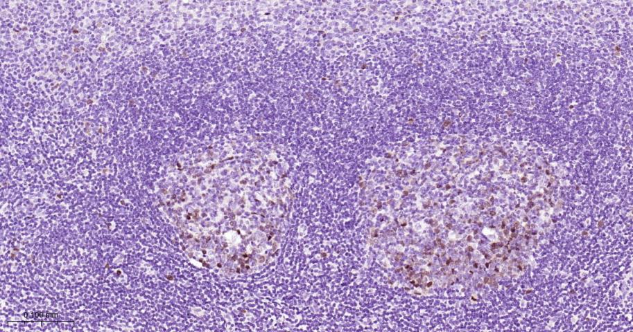 有丝分裂激酶B重组兔单抗