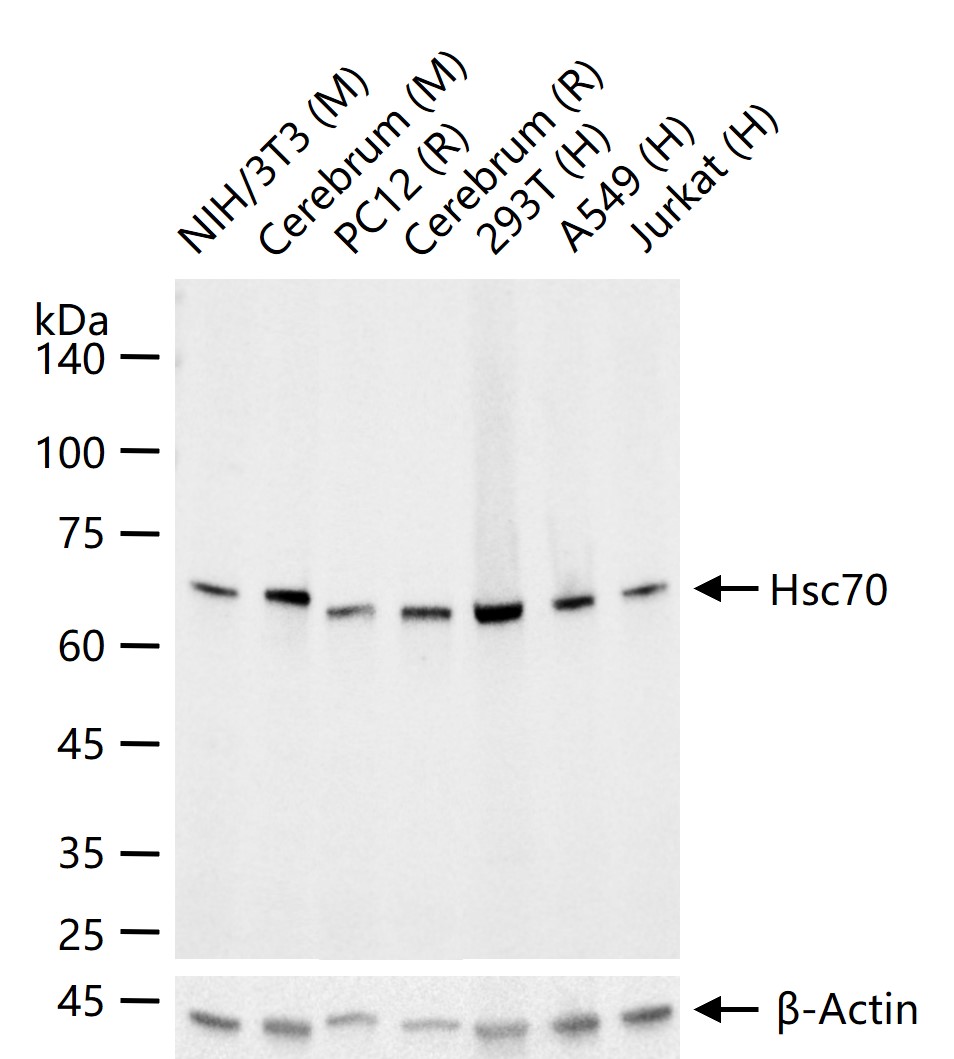 Hsc70 Recombinant Rabbit mAb (一抗) - WB,IHC-P,IHC-F,IF,Flow-Cyt,ICC/IF,IP | Bioss