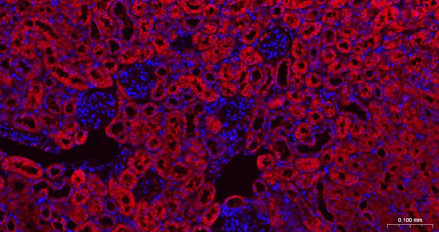 3-磷酸甘油醛脱氢酶(内参)抗体