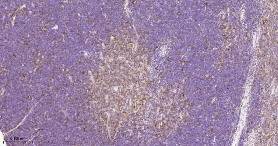 有丝分裂激酶A与重组兔单抗