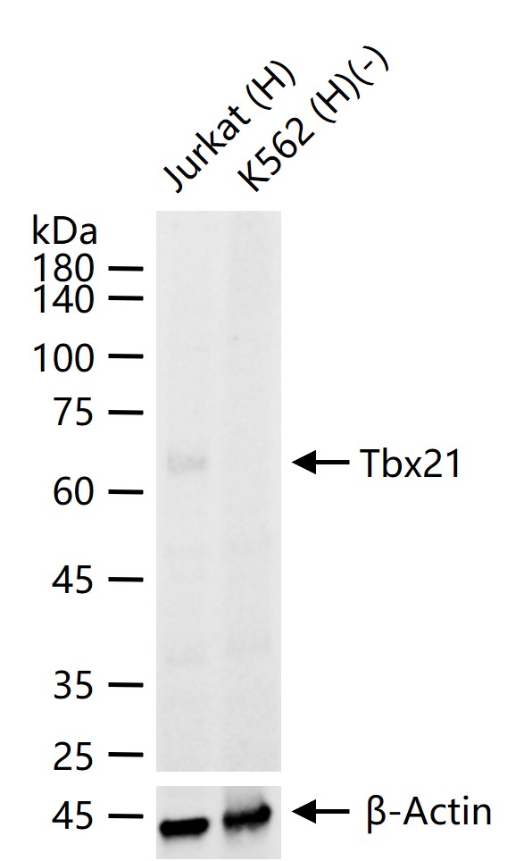 T细胞介导的转录调节因子Tbx21重组兔单抗