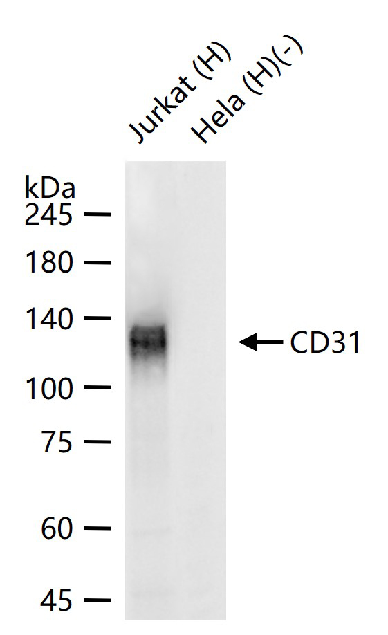 血小板内皮细胞黏附分子1单克隆抗体