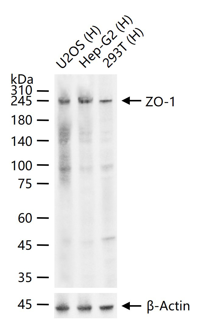 ZO-1 Mouse mAb (一抗) - WB | Bioss