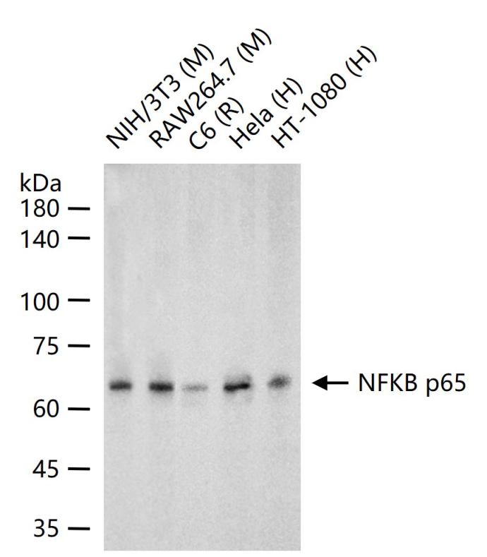 细胞核因子/k基因结合核因子单克隆抗体-bsm-33117M