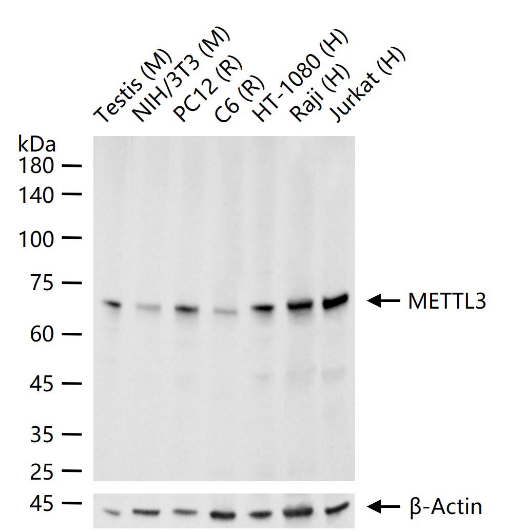 甲基转移酶样蛋白3重组兔单抗