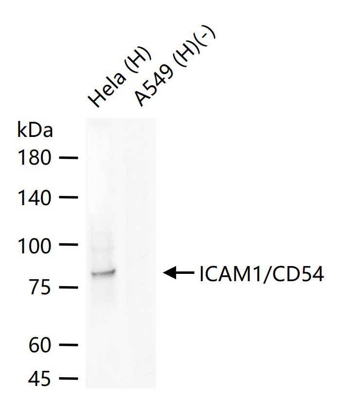 ICAM1/CD54 Mouse mAb (一抗) - WB,ELISA | Bioss