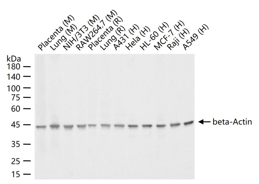 beta-Actin Mouse mAb, Loading Control (一抗) - WB,IHC-P,IHC-F,IF | Bioss