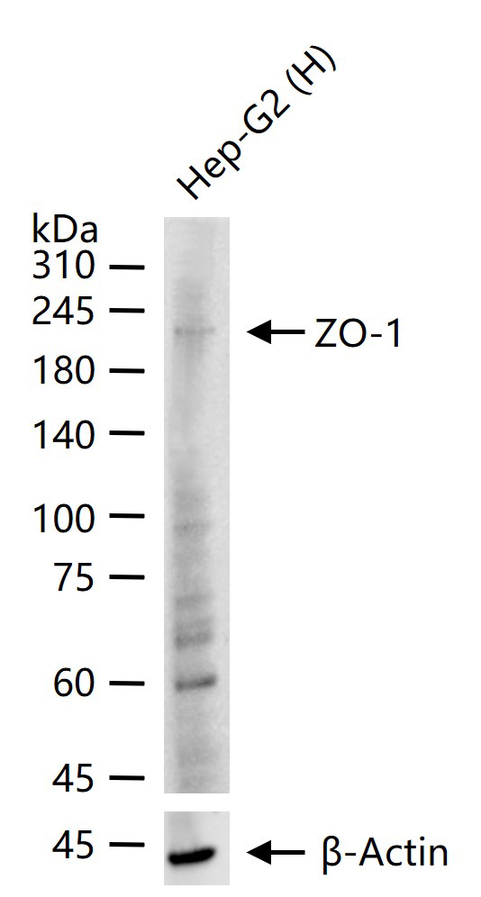 ZO-1/TJP1 Rabbit pAb (一抗) - WB,Flow-Cyt,ICC/IF | Bioss