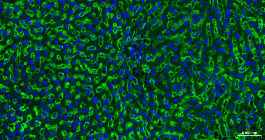 钠钾ATP酶蛋白a1单克隆抗体-bsm-34014M