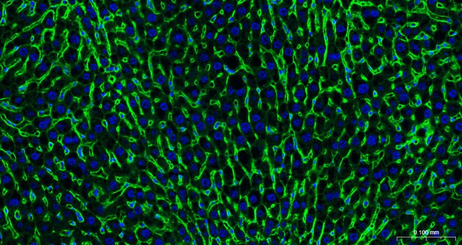 钠钾ATP酶蛋白a1单克隆抗体-bsm-34014M