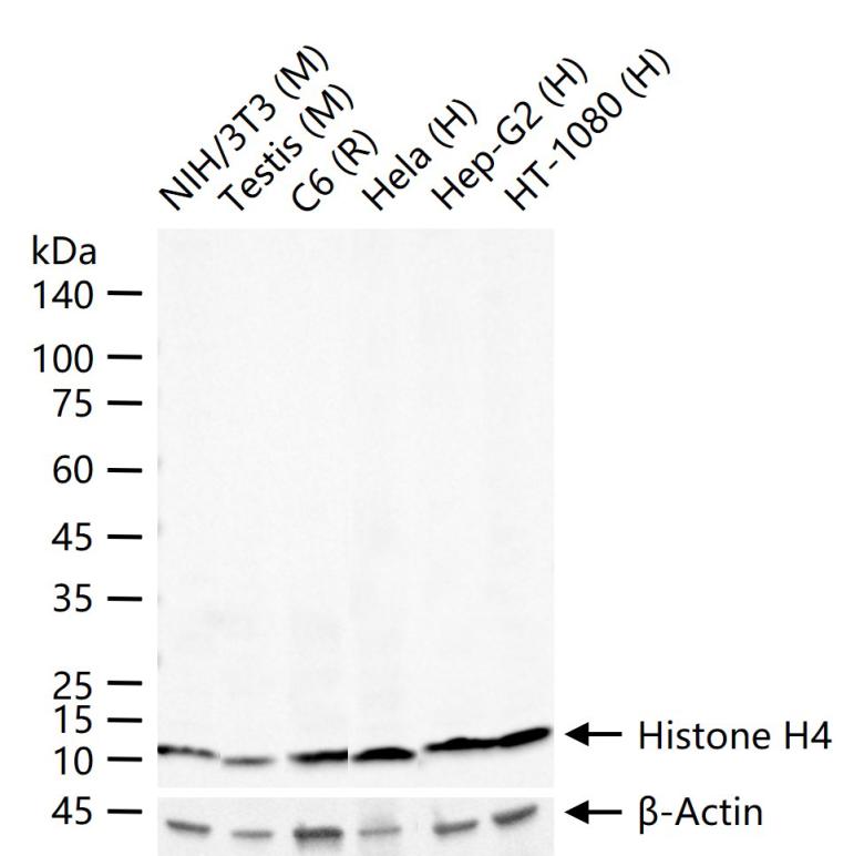 组蛋白H4重组兔单抗