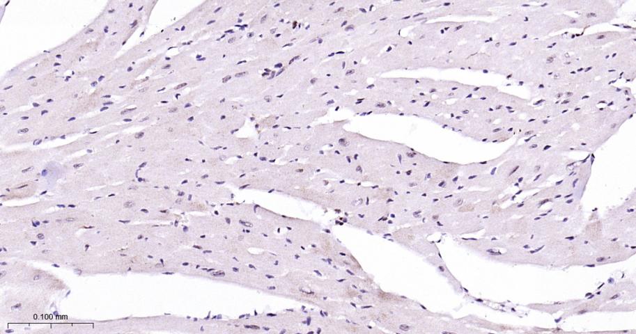 丝裂原活化蛋白激酶p38α重组兔单抗