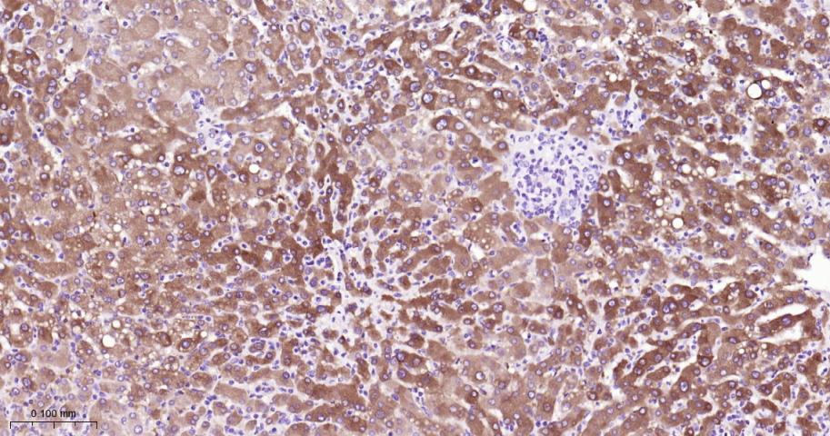 丝氨酸羧甲半胱氨酸合成酶重组兔单抗