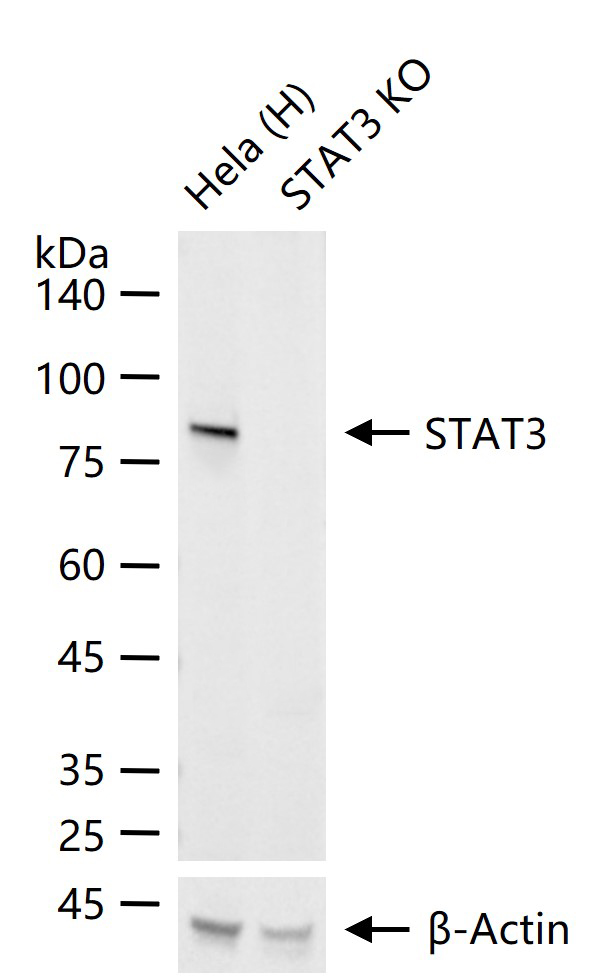 信号转导和转录激活因子3重组兔单抗