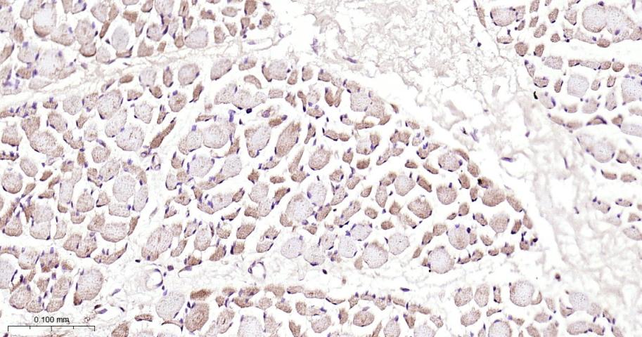 细胞信号转导分子Smad-1重组兔单抗