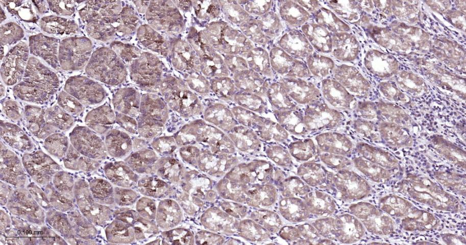 细胞信号转导分子Smad-1重组兔单抗