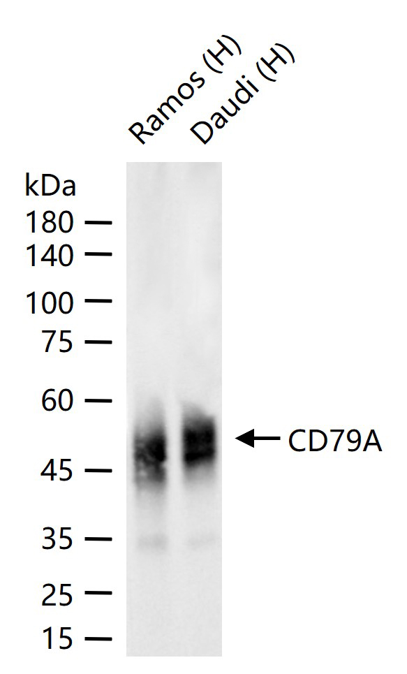 CD79A重组兔单克隆抗体