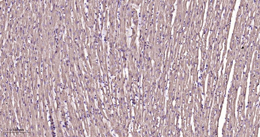 等电压依赖性阴离子通道（内参）重组兔单抗