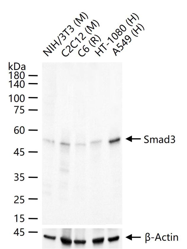 细胞信号转导分子SMAD3重组兔单抗