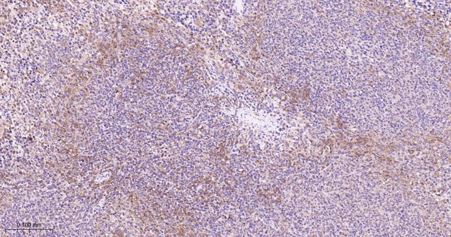 p38 MAPK重组兔单抗