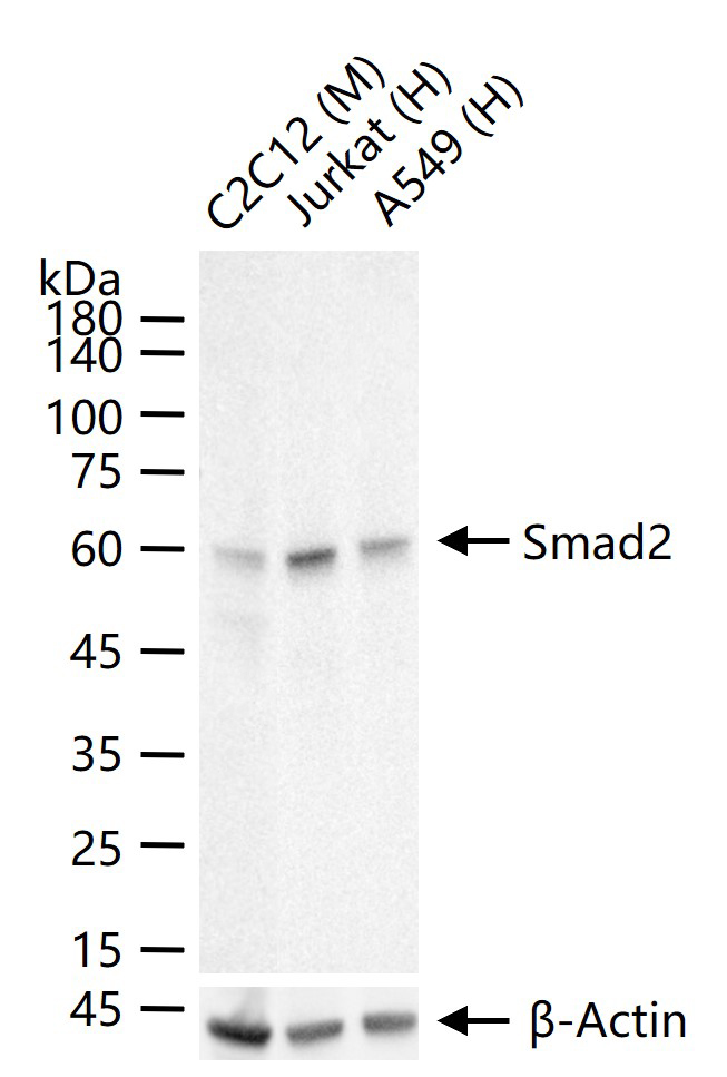 细胞信号转导分子Smad-2重组兔单抗