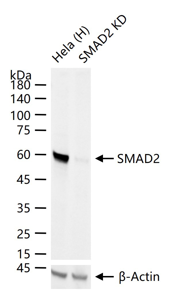 细胞信号转导分子Smad-2重组兔单抗
