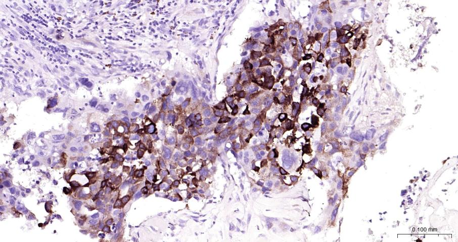 环氧合酶2/前列腺素内过氧化物合成酶2抗体-bs-0732R