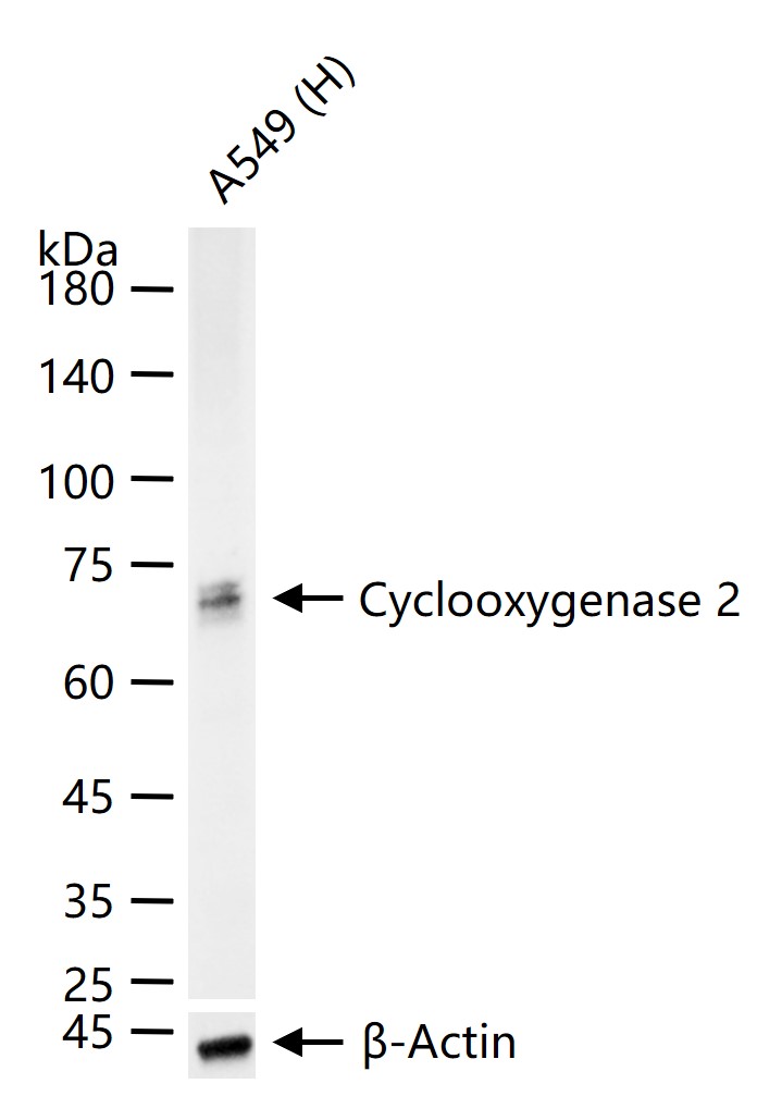 环氧合酶2重组兔单抗