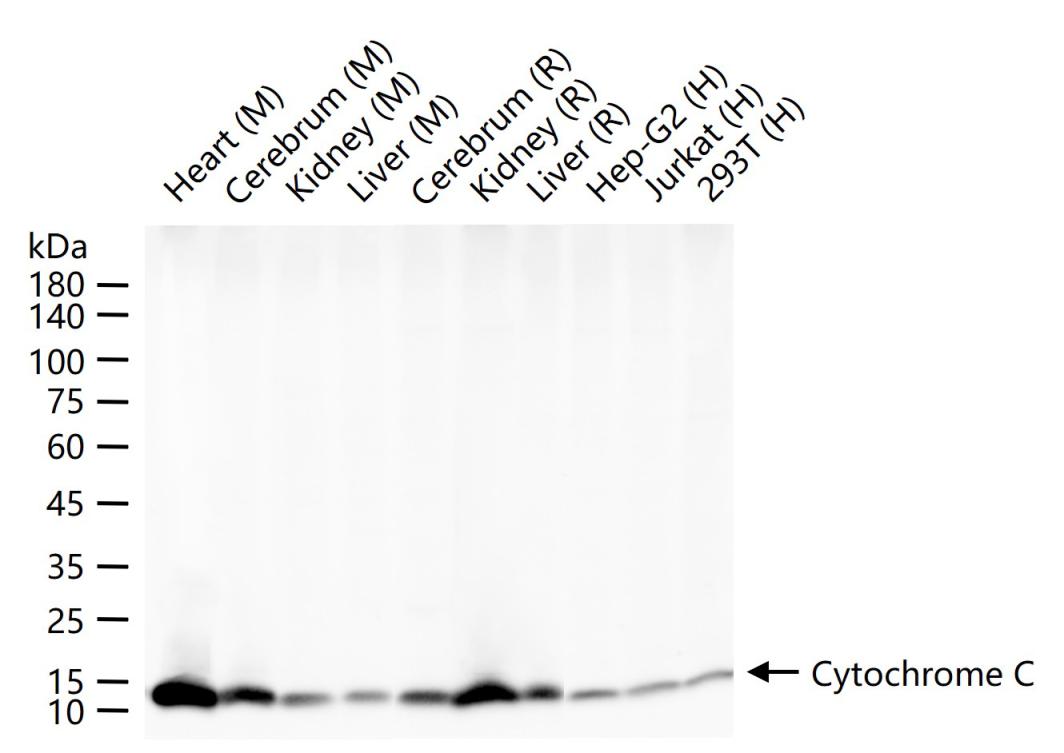 细胞色素C重组兔单抗