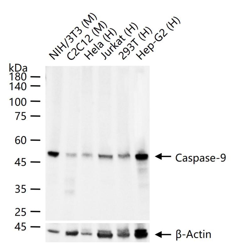 Caspase-9重组兔单抗