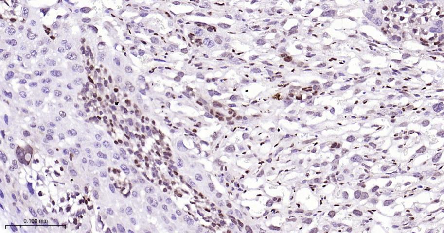 周期蛋白依赖激酶抑制因子1C重组兔单抗