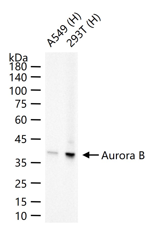 有丝分裂激酶B重组兔单抗