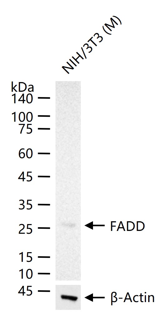 FADD Recombinant Rabbit mAb (一抗) - WB,IHC-P,IHC-F,IF,Flow-Cyt | Bioss