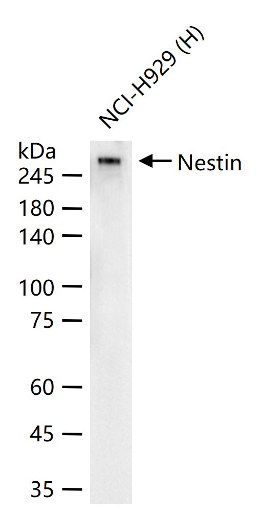 巢蛋白/神经上皮干细胞蛋白重组兔单克隆抗体