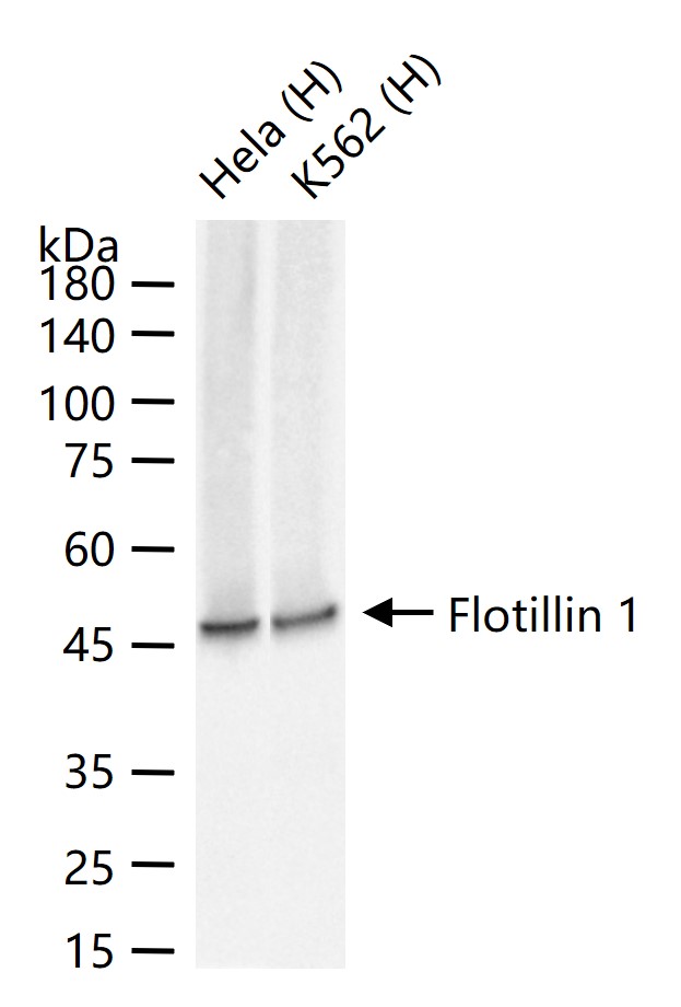 脂阀结构蛋白1重组兔单抗
