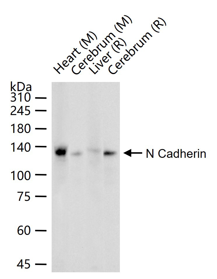 N-钙粘附分子重组兔单抗