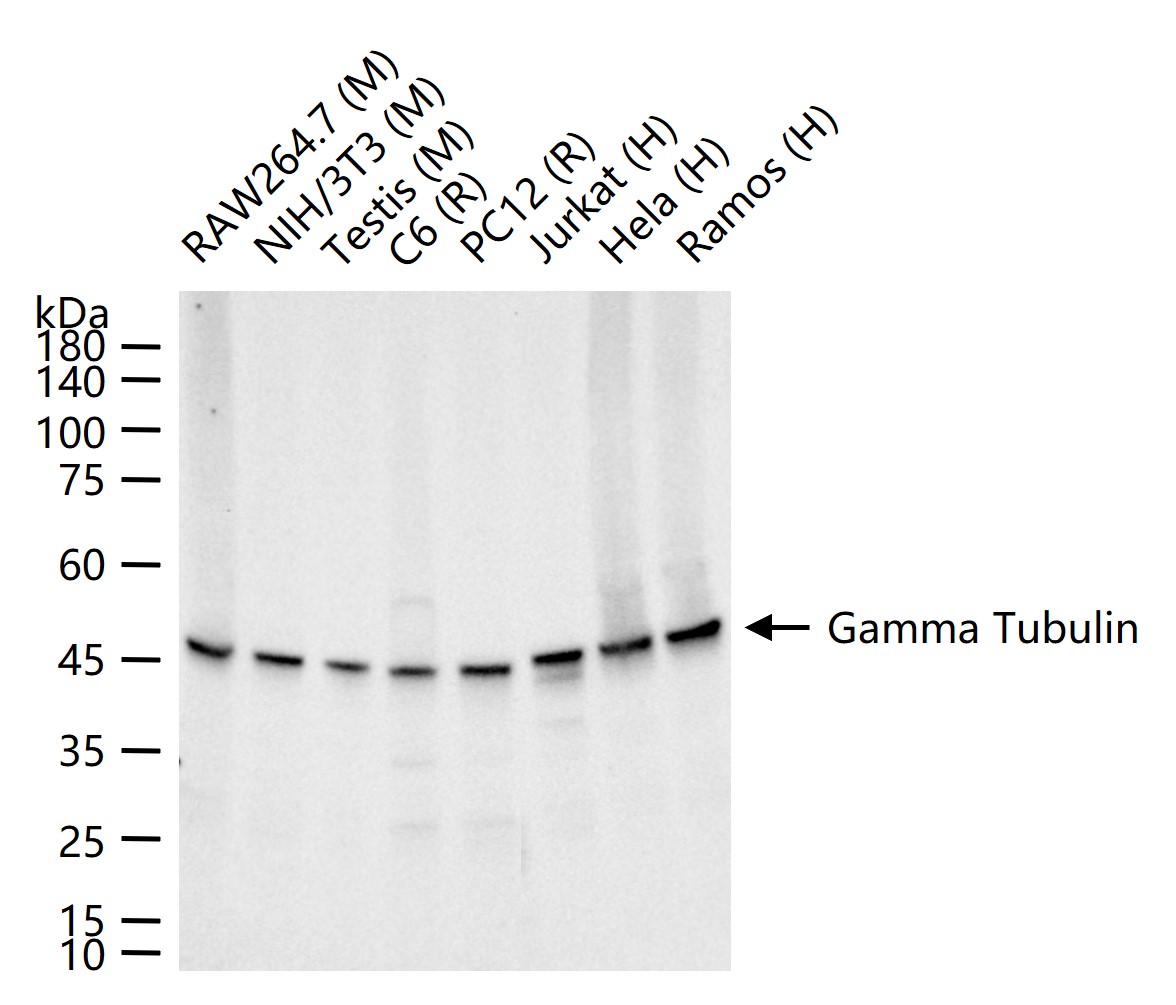 微管蛋白γ重组兔单抗