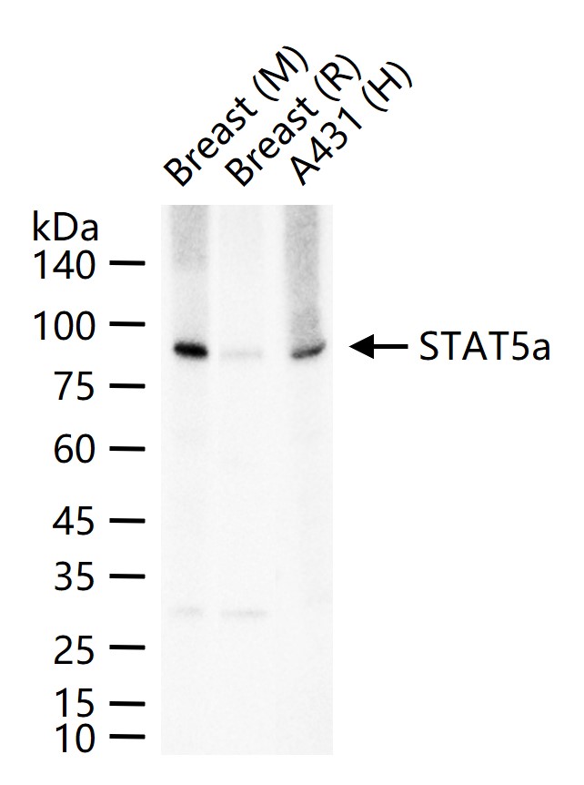 信号转导和转录激活因子5重组兔单抗
