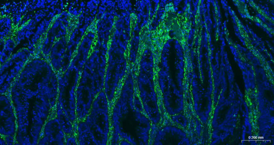 波形蛋白抗体-bs-23063R