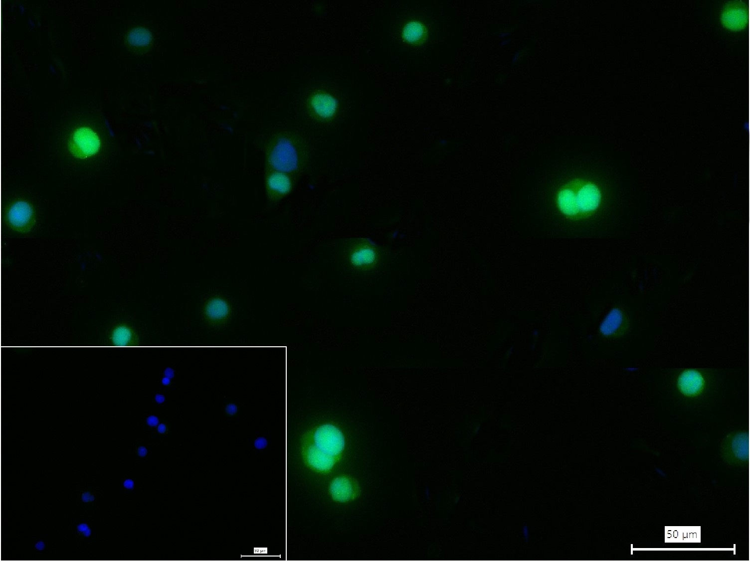 X射线修复交叉互补蛋白重组兔单抗